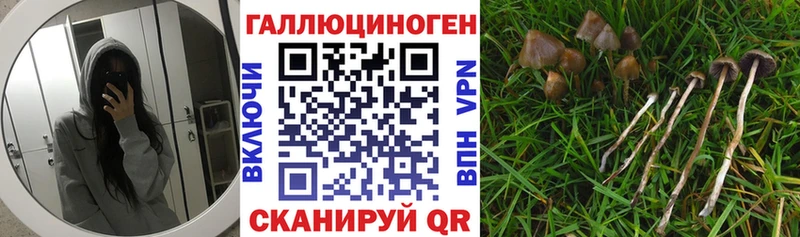 кракен вход  Нижнекамск  Псилоцибиновые грибы Cubensis 